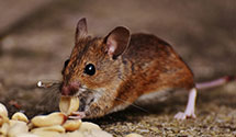 24 Hour & Emergency Exterminators in Buena Vista, GA